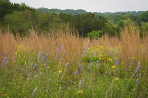 A field of tall brown grass and purple and yellow flowers.