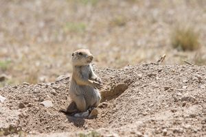 A plump prairie dog pops its head up from a mound of dirt.