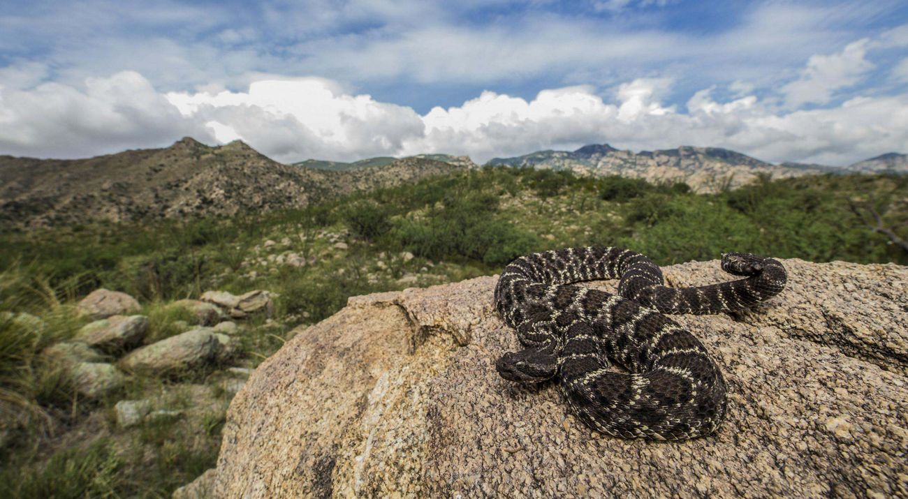 A large, dark-patterned snake is coiled up on a rock that overlooks mountains with green vegetation below.