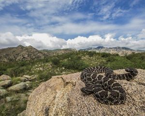 A large, dark-patterned snake is coiled up on a rock that overlooks mountains with green vegetation below.