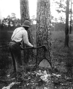 Black and white archival photo. A man uses a long handled axe to make chevron shaped cuts in the face of a longleaf pine tree.