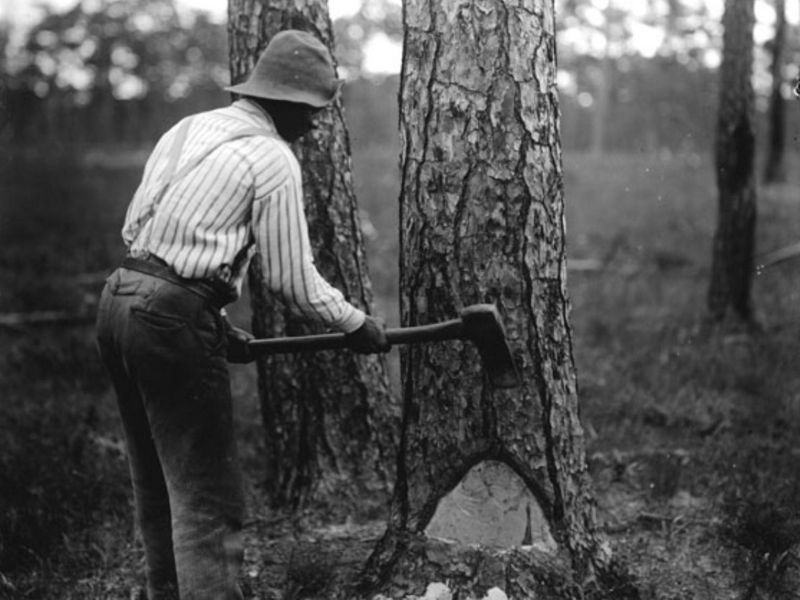 Black and white archival photo. A man uses a long handled axe to make chevron shaped cuts in the face of a longleaf pine tree.