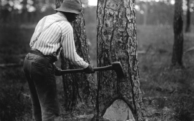 Black and white archival photo. A man uses a long handled axe to make chevron shaped cuts in the face of a longleaf pine tree.