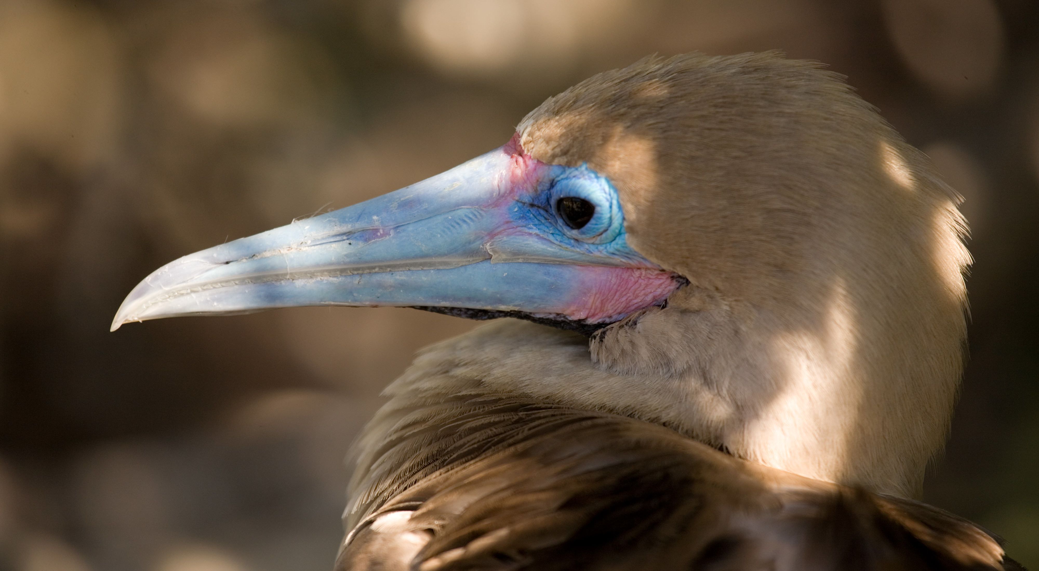 side view closeup of a white and brown bird with a blue beak