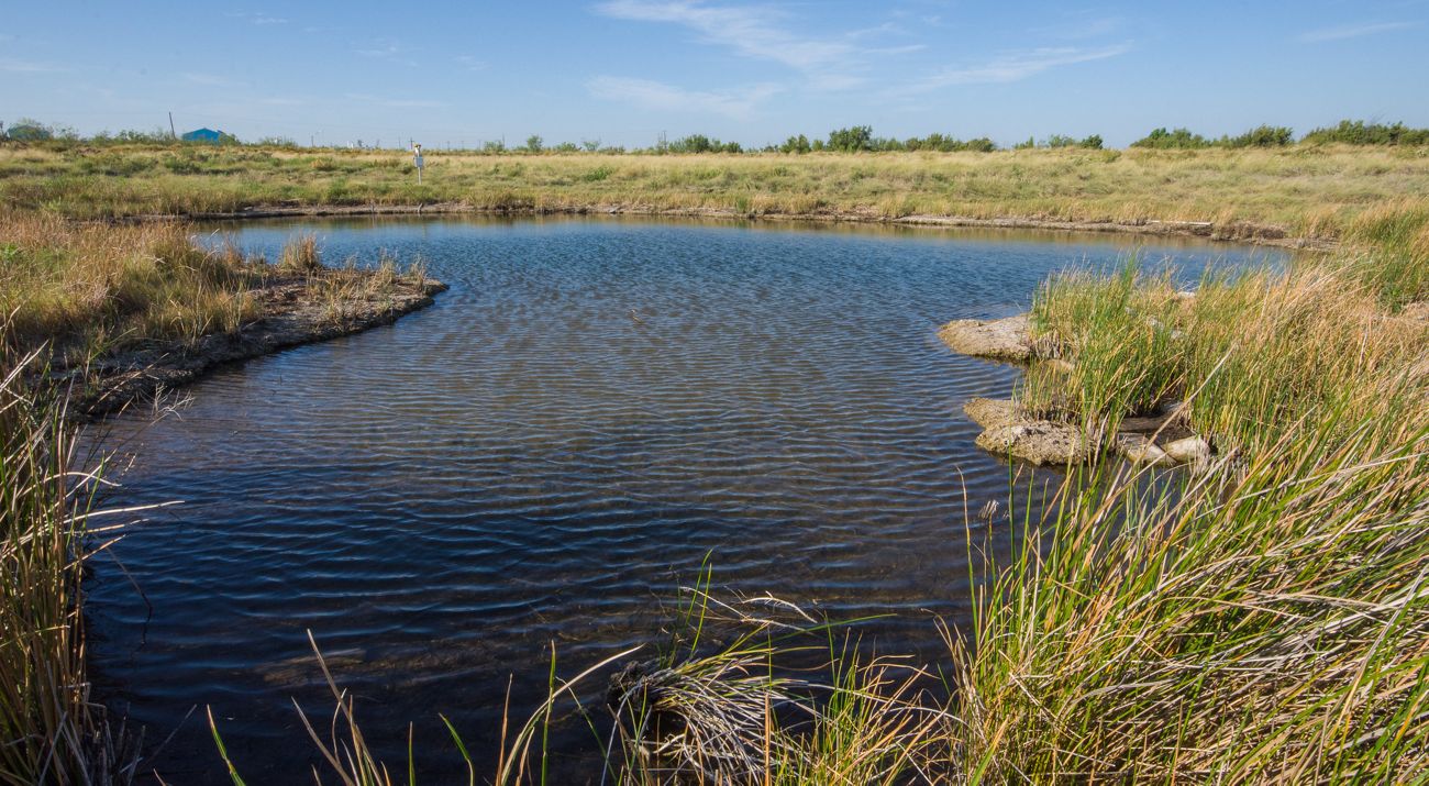 A small pool of blue water in field of tall yellow grass.