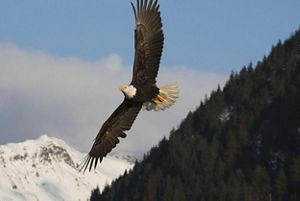 An eagle flying.