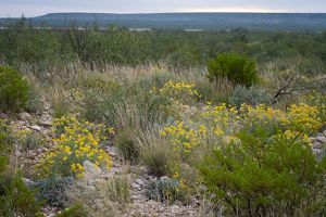 A mesa extends behind a field of geen shrubs and flowering yellow plants.