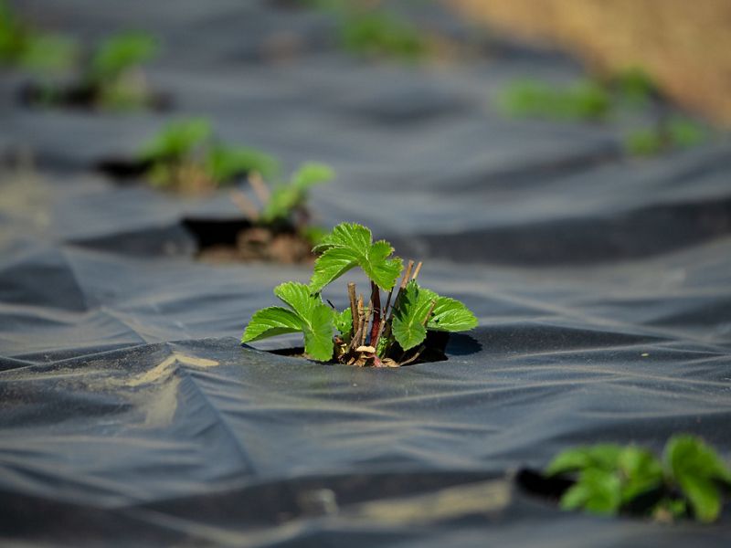 Crops emerging from a plastic cover.