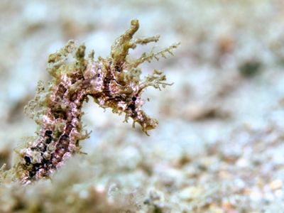 A seahorse with tan, light pink, and brown speckles is set against a background of a tan, sandy ocean floor.