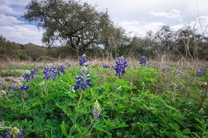 A patch of bluebonnets bloom against bright green leaves in a field at Cibolo Bluffs.