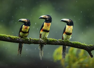 a photo of three toucan-like birds on a branch in the rain
