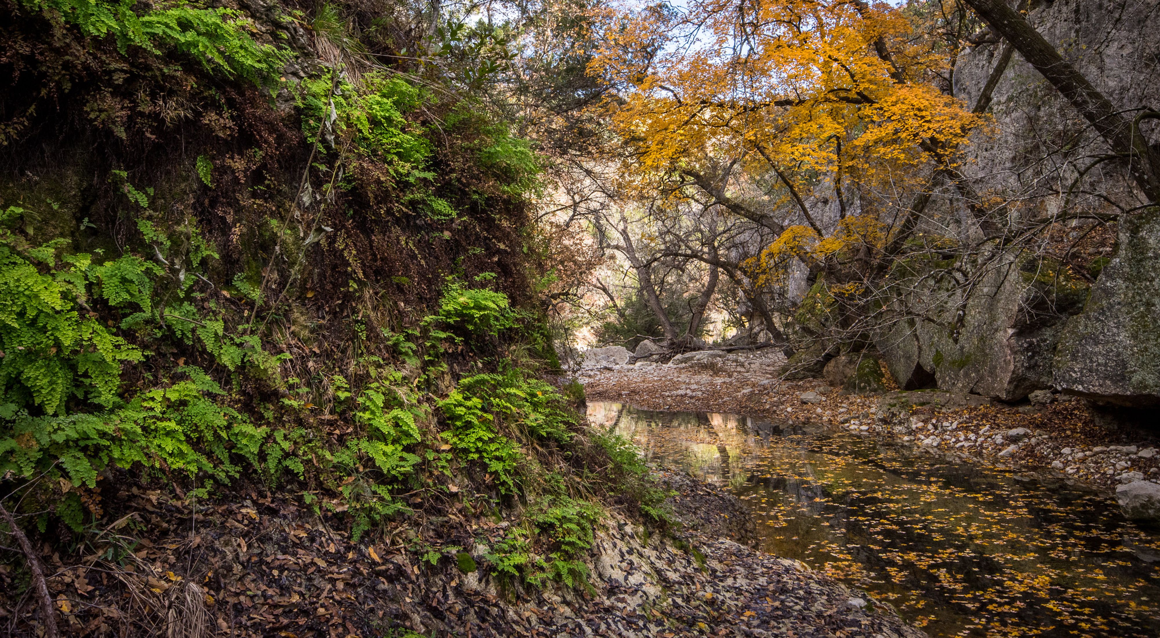 Orange and yellow leaves hang over a trickling, rocky creek as green moss and foliage grows on the edge of a limestone bluff nearby.