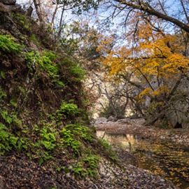Orange and yellow leaves hang over a trickling, rocky creek as green moss and foliage grows on the edge of a limestone bluff nearby.