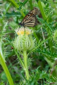 A Monarch butterfly with orange, black and white wings sits on a fuzzy, yellow flower.