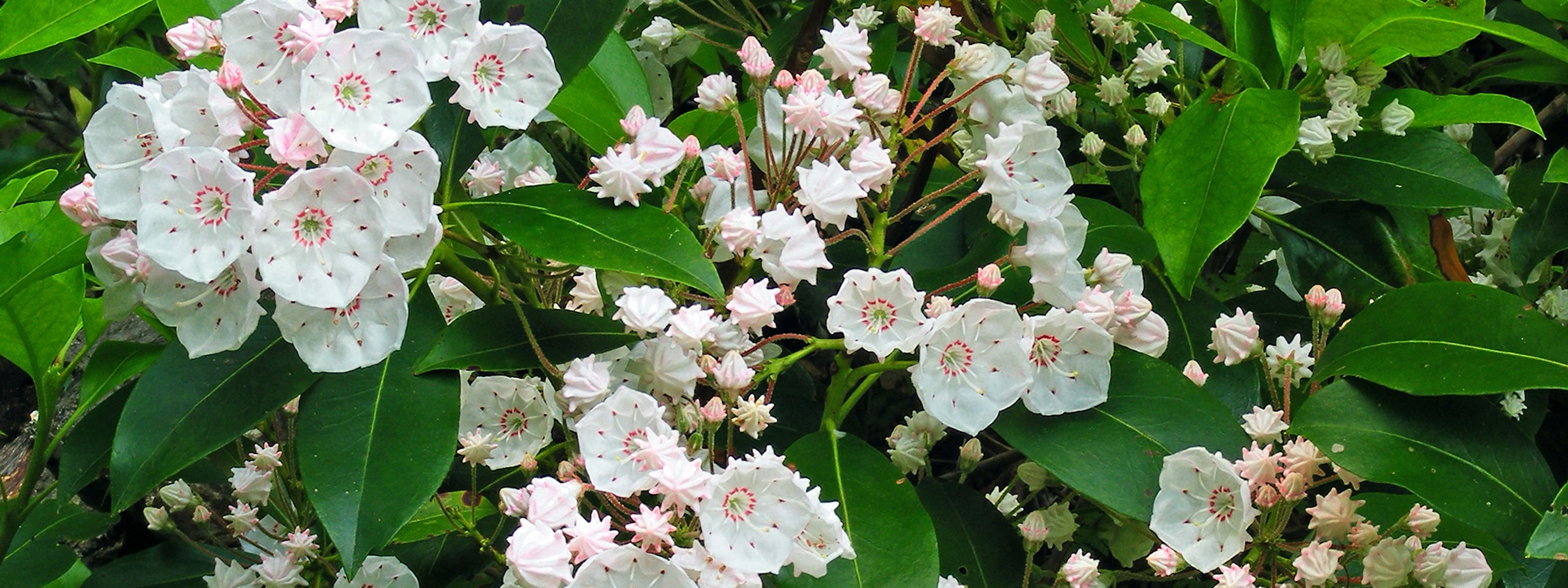 Several clusters of white flowers with pink accents grow on a green bush.