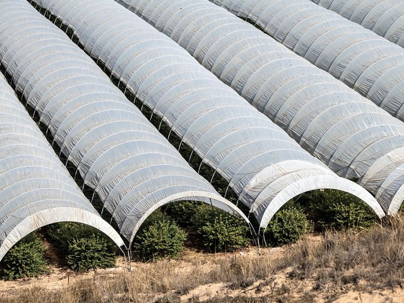 Aerial view looking down on rows of crops covered with arching plastic covers.