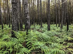 Vibrant green ferns blanket the floor of a dense forest.