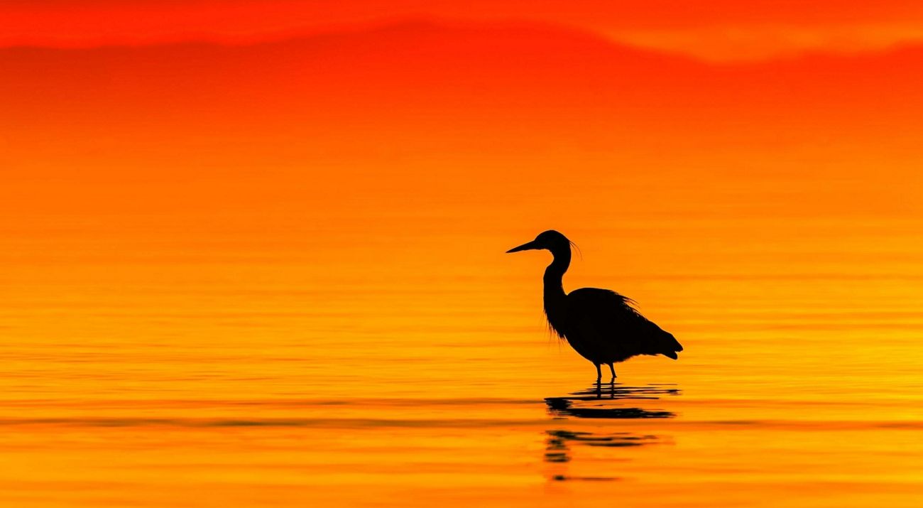 A lone heron in the water at sunset.