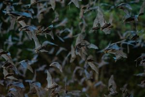 A closeup of frenzied bats in mid flight, flapping around hundreds of other colony members as day turns to dusk.