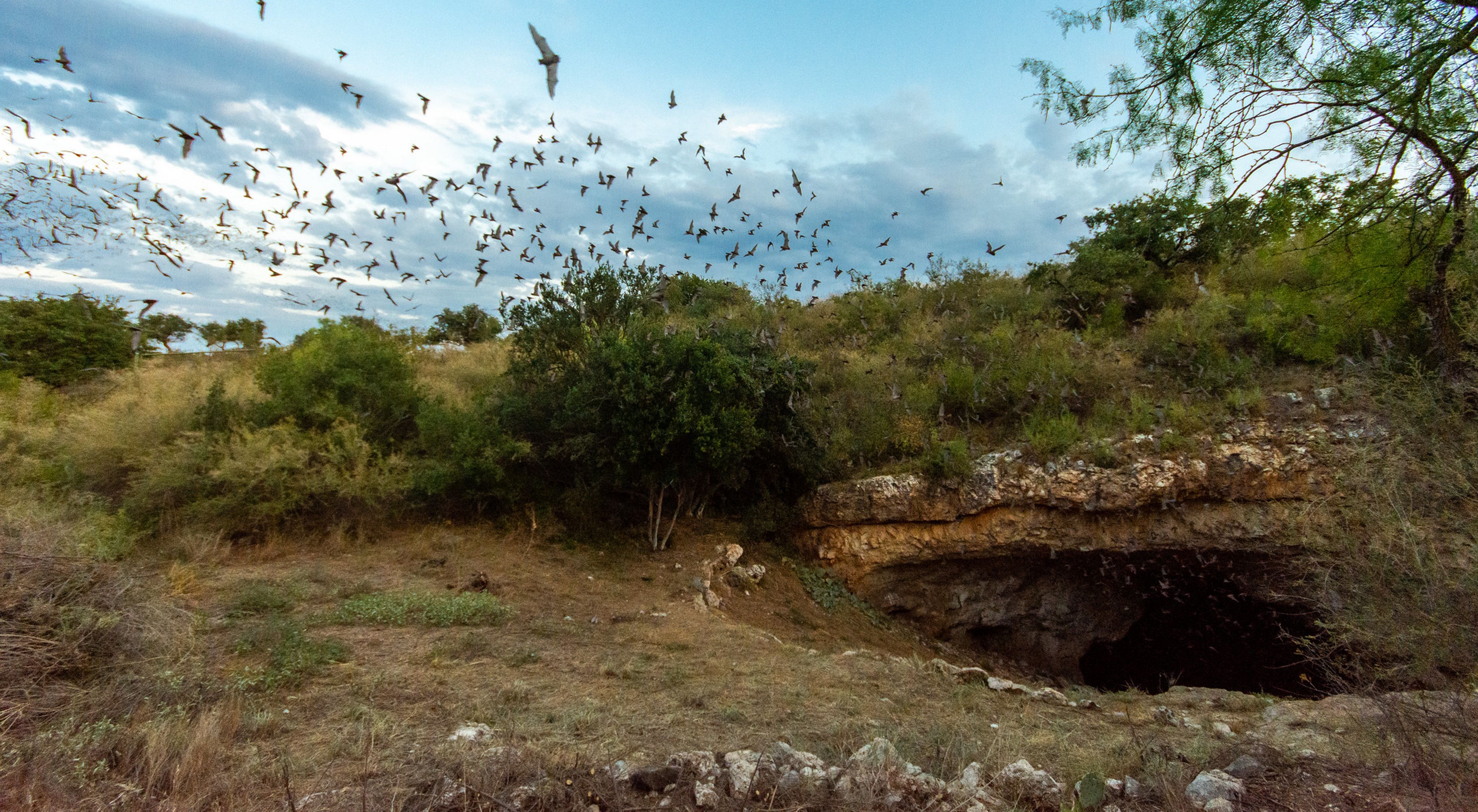 Small black bats fly out of the opening of a stone cave covered in grass.