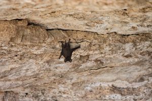 A single black Mexican free-tailed bat roosts on a rocky, limestone wall, hanging upside down by its feet.