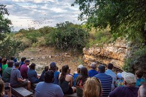 More then 25 visitors sit in a semi-circle aroud the mouth of a limestone cave, watching intently as bats swirl out of the cave in a tornado of life.