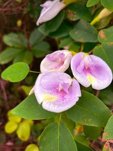 Three flowers from a butterfly pea bloom against green leaves.