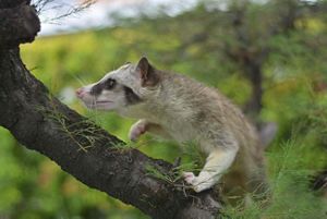 a civet climbing the branch of a tree.