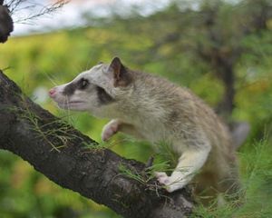 a civet climbing the branch of a tree.