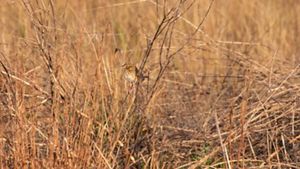 A small bird with brown mottled feathers and a white chest sits camouflaged in tall brown grass.