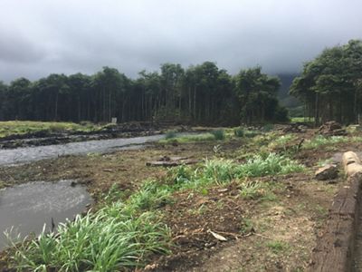 Nearly barren stream bank with only a few clumps of grass in foreground and a stand of invasive mangrove in the background.