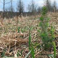 A newly planted red spruce seedling pokes above the ground, vibrant green again an open field of dry dead grass.