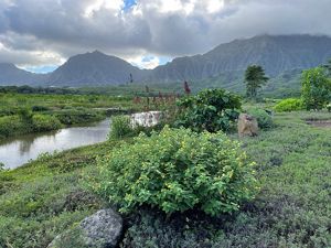 Stream bank carpeted in native groundcover and shrubs in the foreground and mountains in the background.