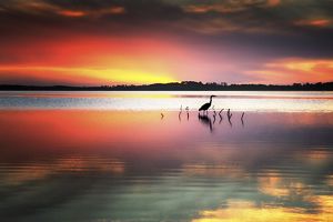 A heron stands knee-deep in water at sunset. 