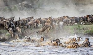 a large heard of migrating wildebeest crossing a river.