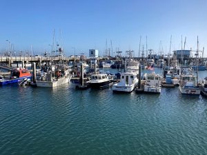 Fishing boats in harbor. 