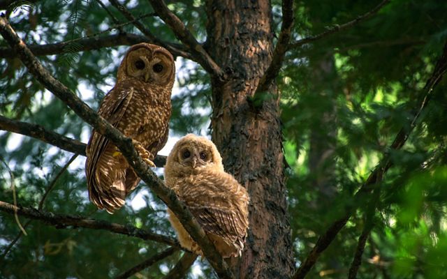 An adult owl and chick perch on a branch looking at the camera.