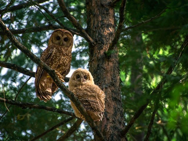 Two owls perched on a branch looking at the camera.