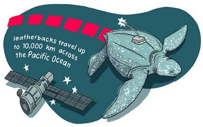 Illustration of a swimming sea turtle with a radio transmitter attached to its shell.