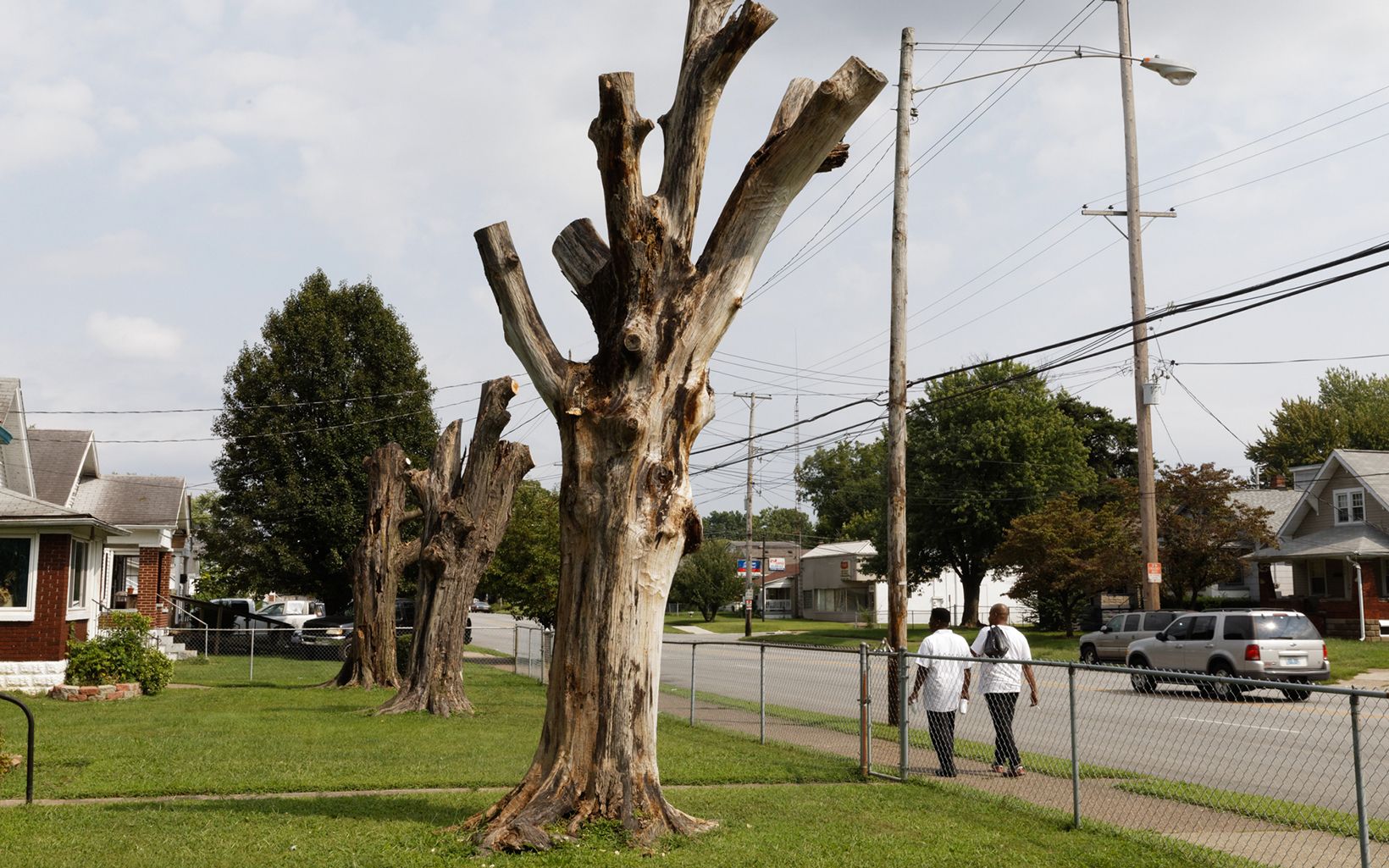 One of three dead trees on Beach Avenue in South Louisville. Storms, development and insect pests like emerald ash borer result in the loss of 150 trees per day in Louisville.