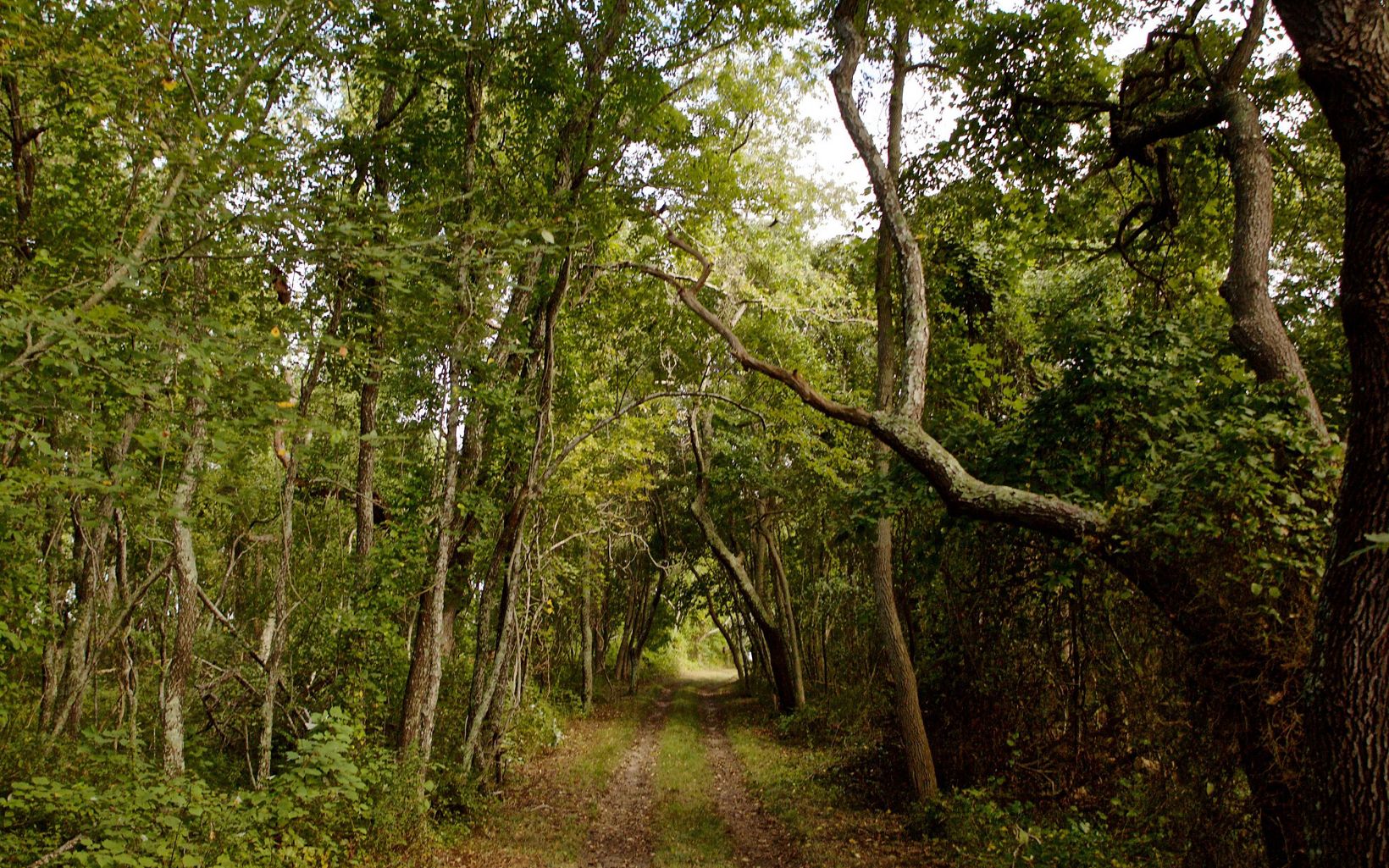 
                
                  Mashomack Trail A path leads to more beauty at Mashomack.
                  © Lynn Savarese
                
              