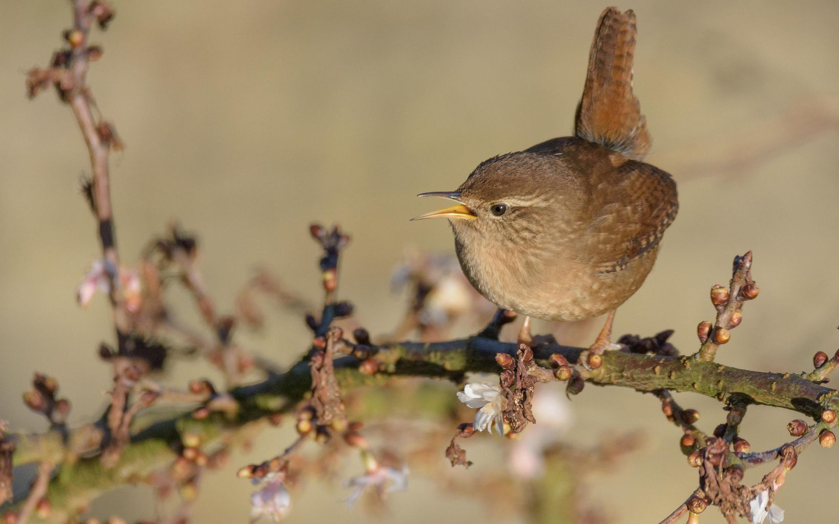 
                
                  Winter Wren This bird builds multiple nests in case one fails. They are normally found breeding at higher elevations, like at our Greenland Gap Preserve.
                  © Jolanda den Hartog
                
              