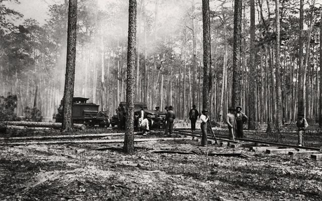 A group of men stand by a line of rails and wooden ties as they build a railroad through a longleaf pine forest. The area in the foreground has been cleared to bare earth.