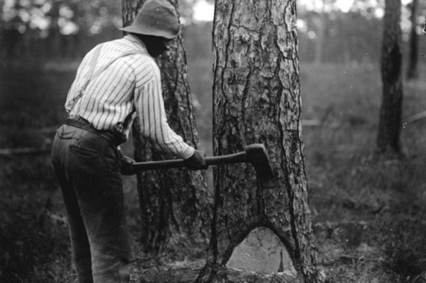 Black and white archival photo. A man uses a long handled axe to make chevron shaped cuts in the face of a longleaf pine tree.