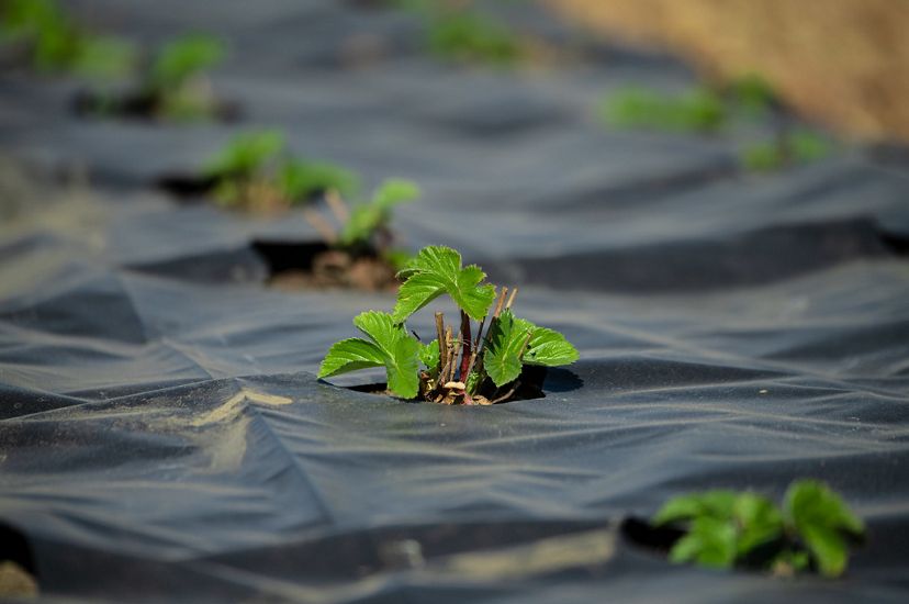 Crops emerging from a plastic cover.