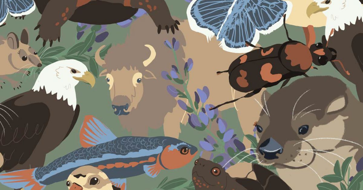The ESA is 50 years old—here are 50 species that are recovering.