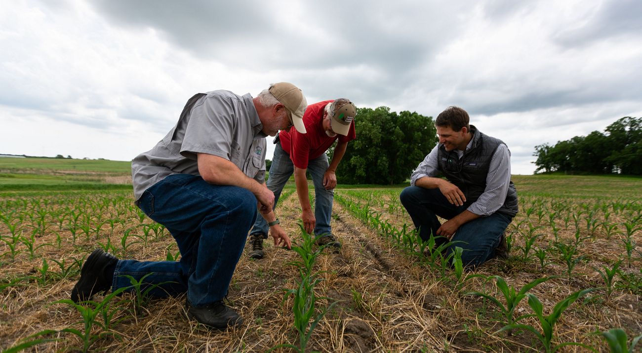 Three people squat close to the ground and examine plants in an agricultural field.