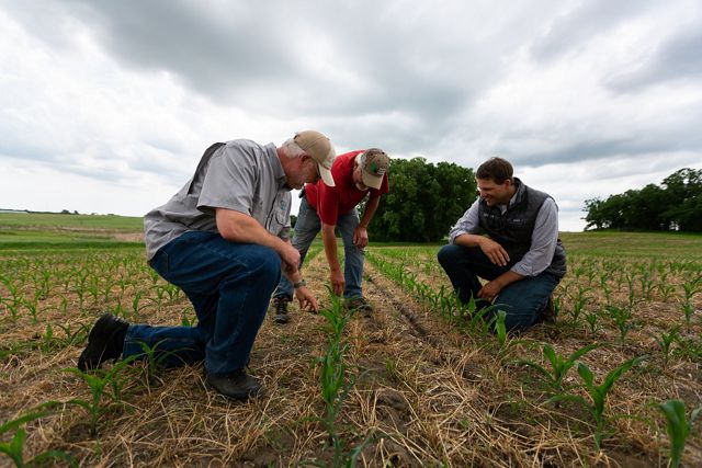 Two agronomists and a farmer in a field inspecting cover crops.