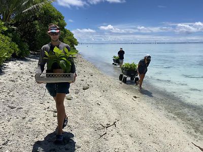 People on beach transporting plants.