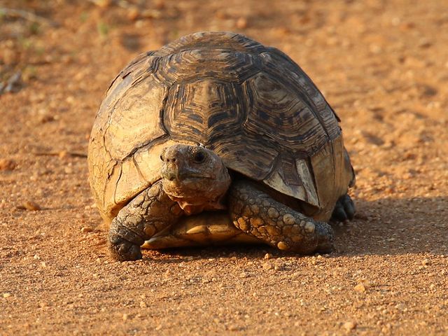 The leopard tortoise is considered one of Africa's "small five."